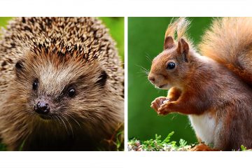 Augen auf für Igel & Eichhörnchen