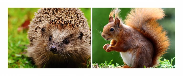Augen auf für Igel & Eichhörnchen
