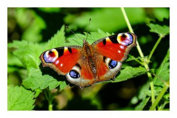 Heimatkundliche Schmetterlingswanderung