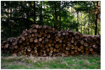 Funktionen des Waldes bewahren