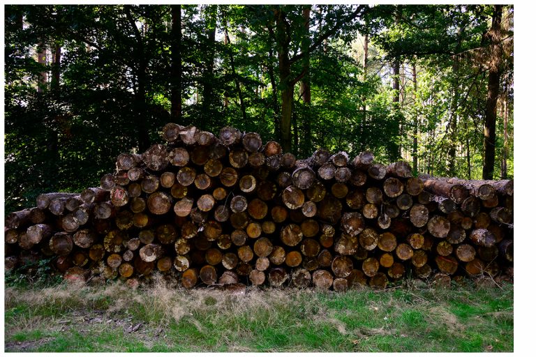 Funktionen des Waldes bewahren