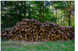 Natur Wald Holz Weg Hagebutten 80