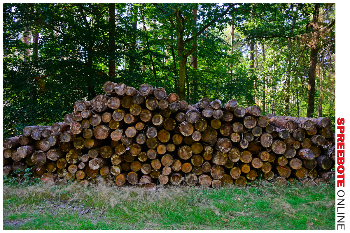 Natur Wald Holz Weg Hagebutten 80