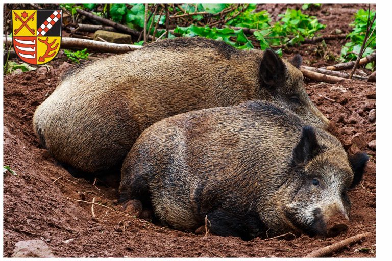 Wildschweine in Oder-Spree