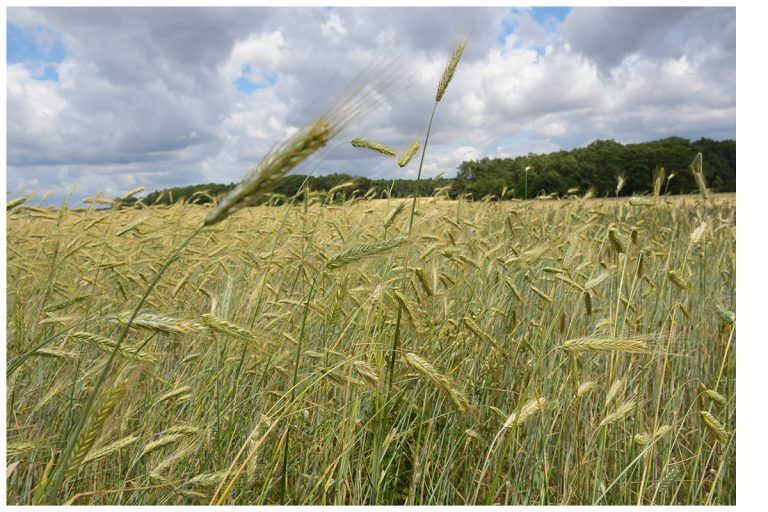 Von Wetterextremen geprägte Erntebilanz