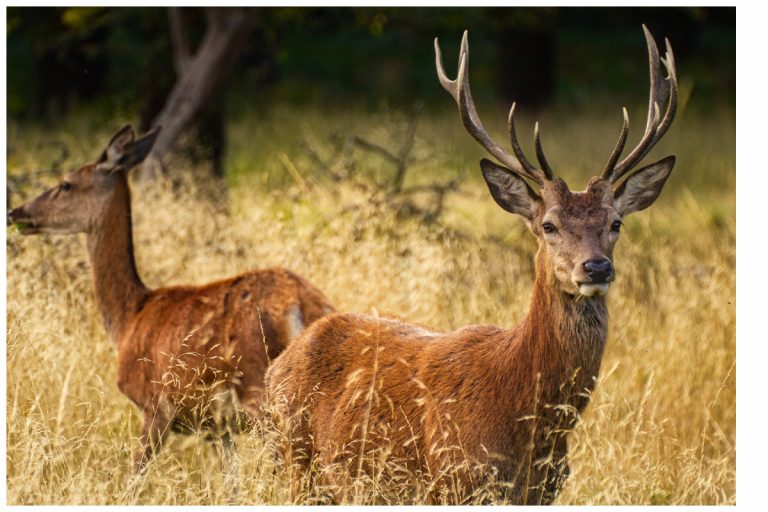 Wildlife-Fotografie im Naturpark