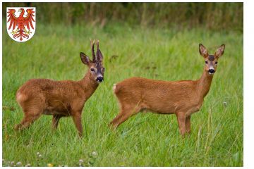 Aktueller Jagdbericht