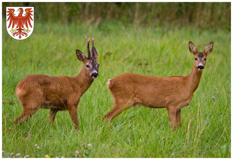 Aktueller Jagdbericht