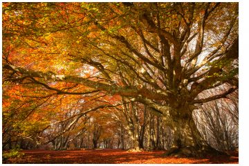 Die Rotbuche – Baum des Jahres 2022