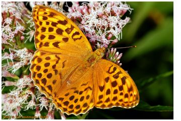 Kaisermantel – Schmetterling des Jahres 2022 