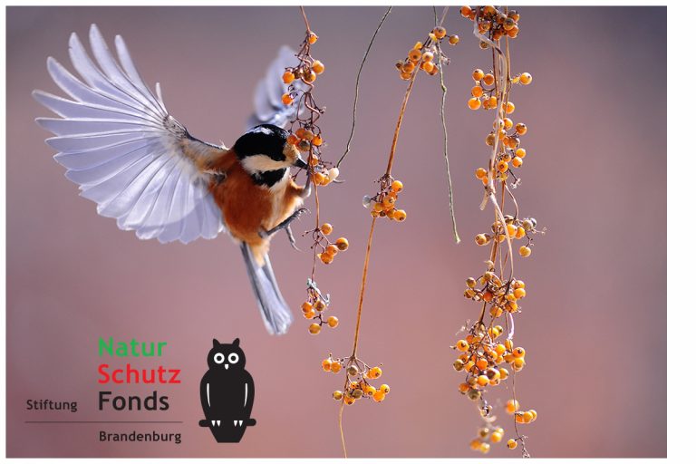 Brandenburger Naturschutzpreis