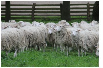 Die Moorschnucke in Gefahr!