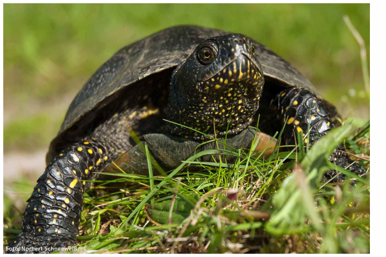 Sumpfschildkröte in Gefahr!
