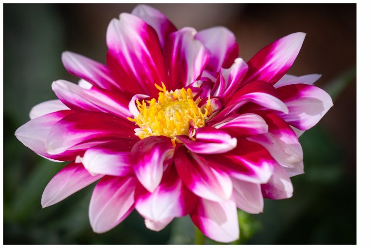 Dahlie wird „Majas Mahlzeit“ und Bienenliebling