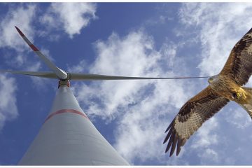 Windenergie und Vogelschutz