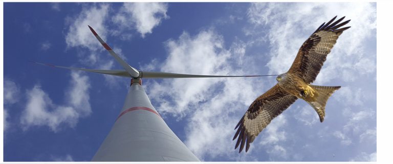 Windenergie und Vogelschutz