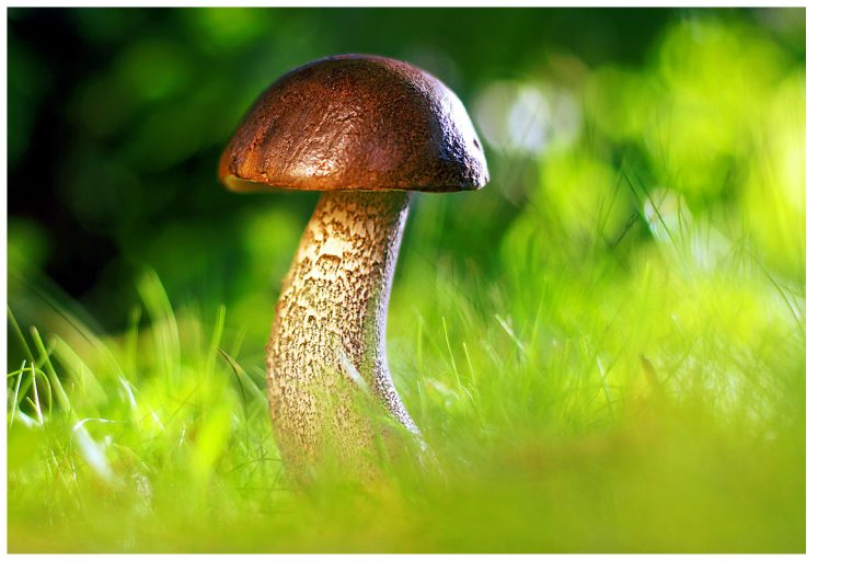 Pilze
