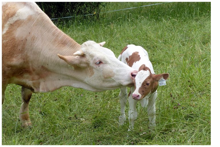 Zucht und Erhalt heimischer Tierrassen