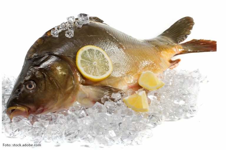 Weihnachtskarpfen vom Naturgut Köllnitz