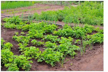 Der Garten im Klimawandel