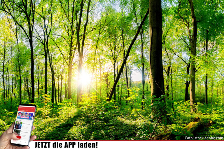 Waldbrandgefahr besteht weiterhin