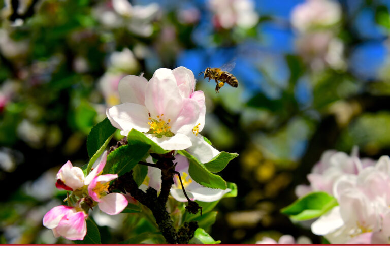 Mehr Artenkenntnis für mehr Insektenschutz