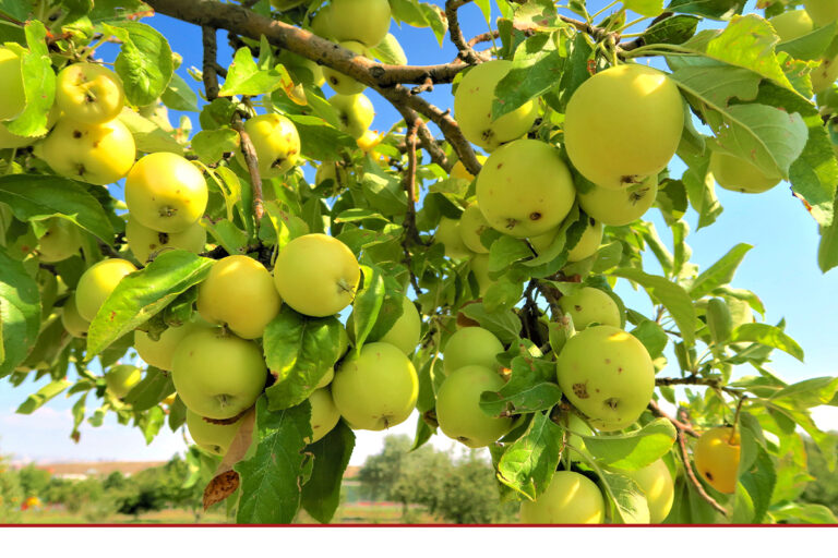 Obstbaumschnitt an Jungbäumen