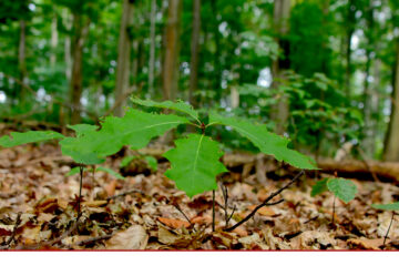 Waldzustand