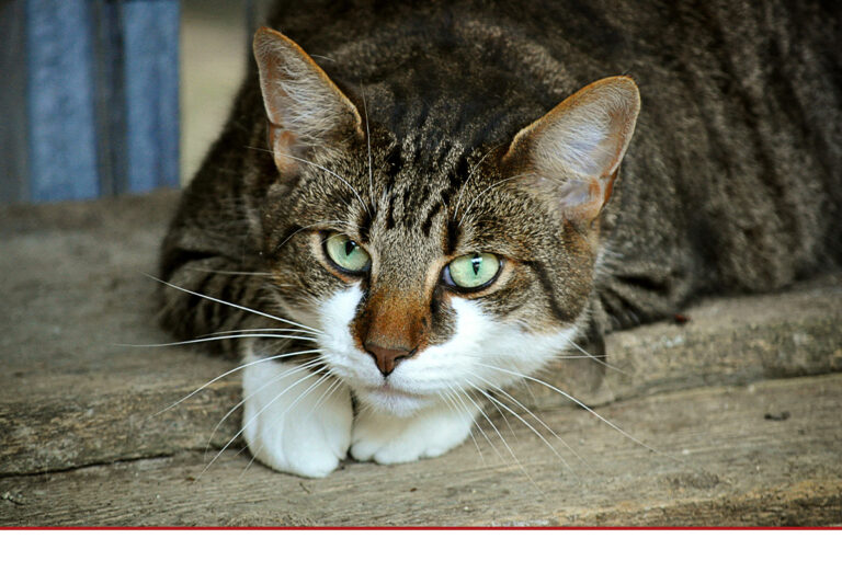 Hallo Katzenfreunde