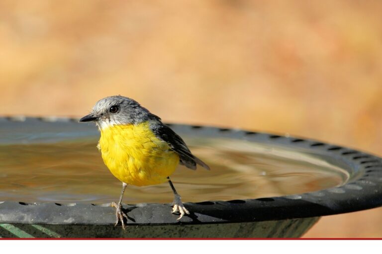 Sie wünschen sich einen Frühling voller Vogelgesang?