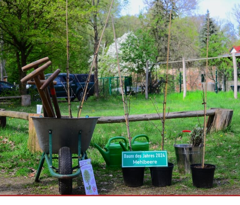Baum des Jahres 2024 – Die Mehlbeere