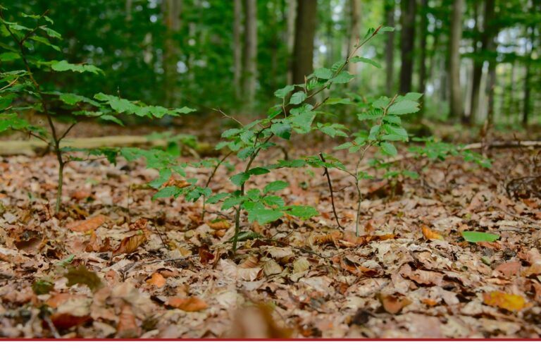 Waldzustand in schlechter Verfassung