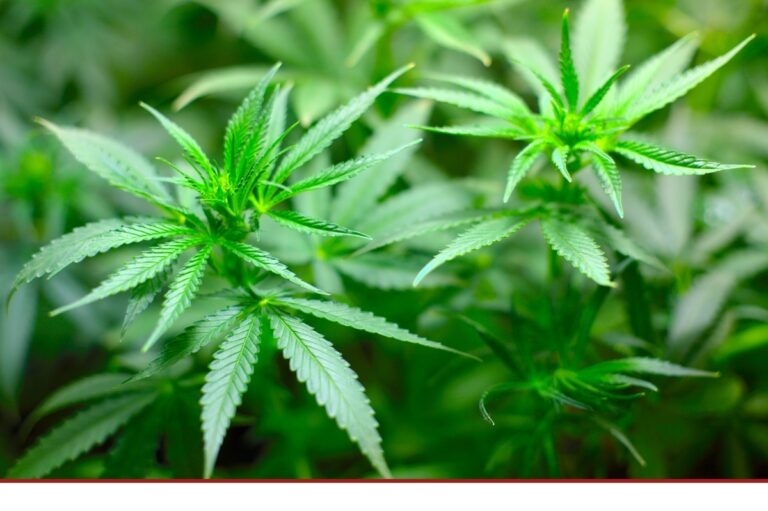 Konsum Cannabis Gesetz