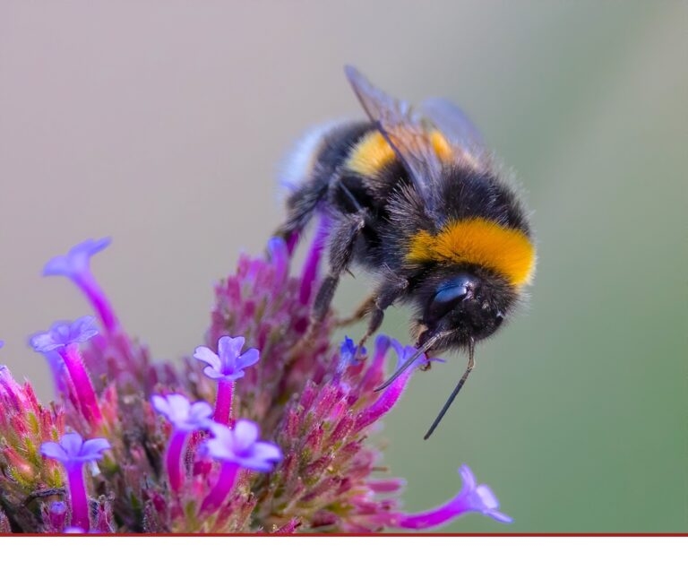 Technologie für Hummel und Co.
