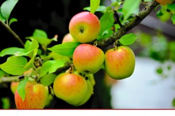 Massive Schäden im Brandenburger Obstbau