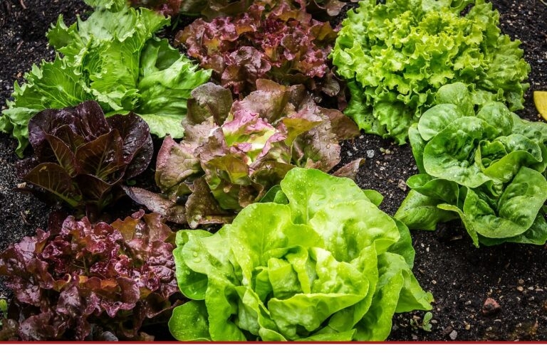 Vorgeschnittener Salat
