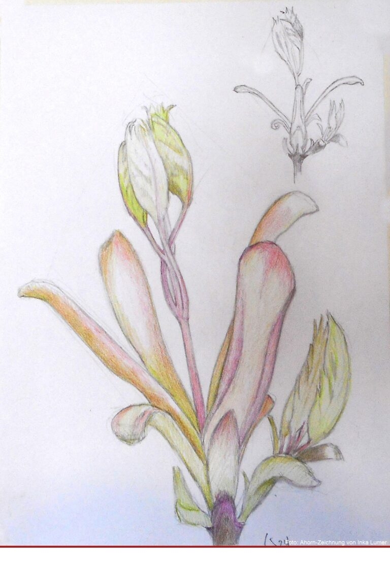Zeichnen nach der Natur