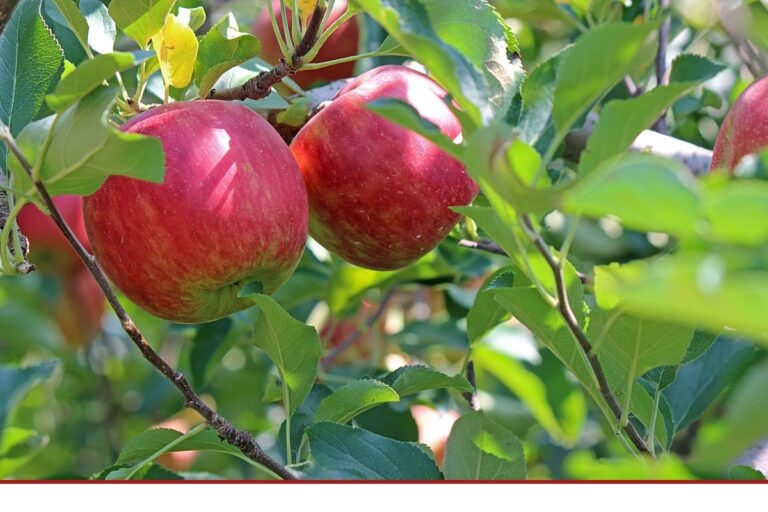 Frosthilfen für Obstbauern gehen an den Start