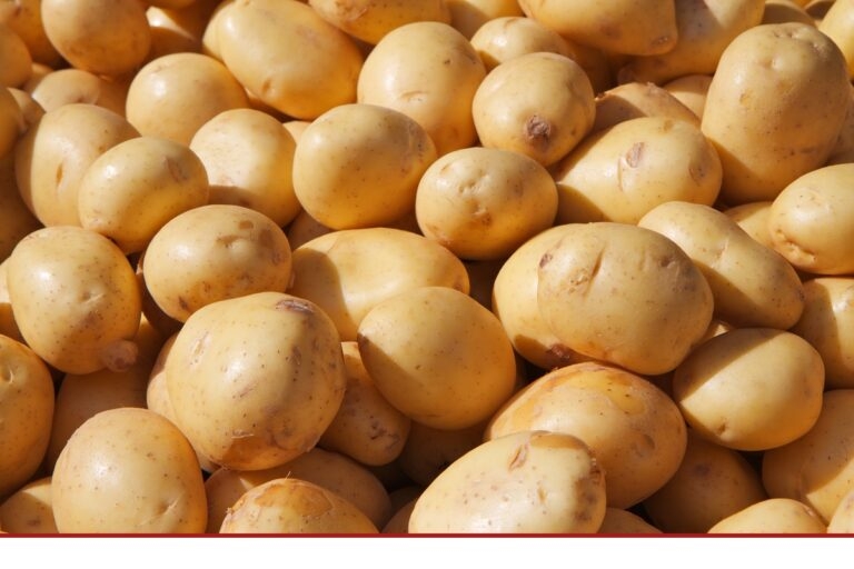 Rekordernte bei Kartoffeln