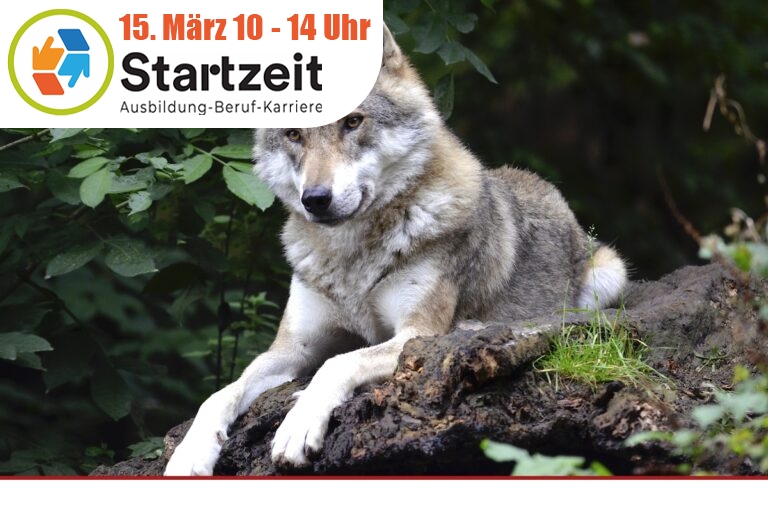 Absenkung des Schutzstatus des Wolfs