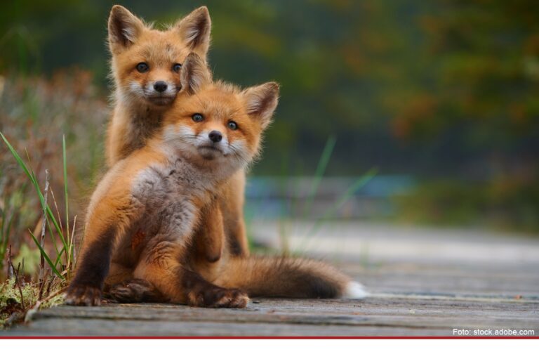 Rücksichtnahme auf Wildtiere