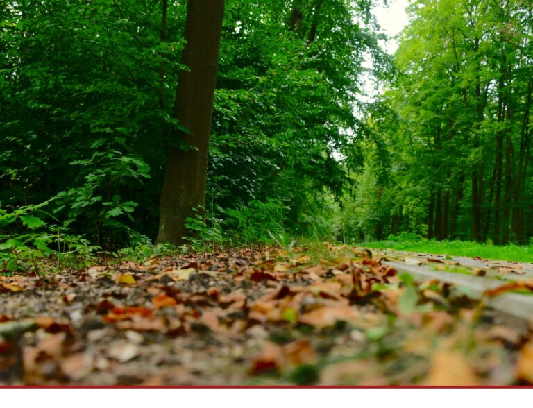 Wälder in den Händen der Kommunen