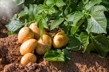Größte Kartoffelernte seit 25 Jahren erwartet