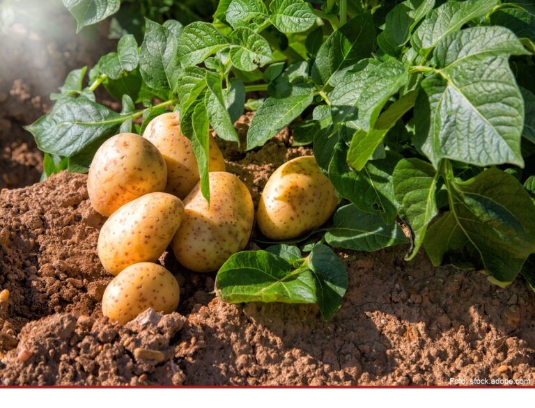 Größte Kartoffelernte seit 25 Jahren erwartet