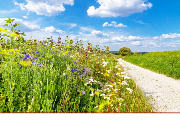 Sommerwanderung mit Autorin Daniela Bialk