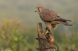 Tierwohl braucht junge Köpfe