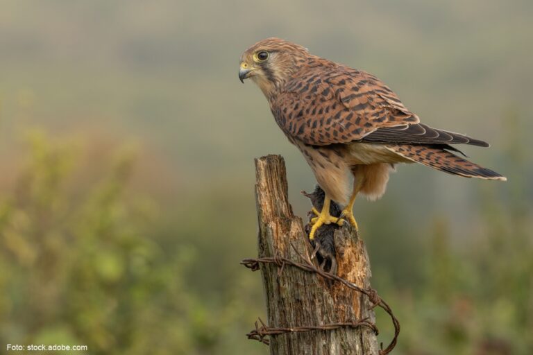 Tierwohl braucht junge Köpfe